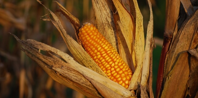 allergy test corn sensitivity
